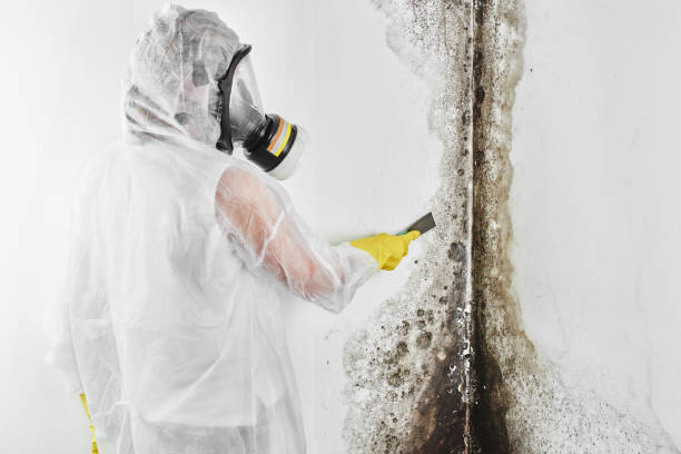 Professional Mold Remediation in Leawood, KS